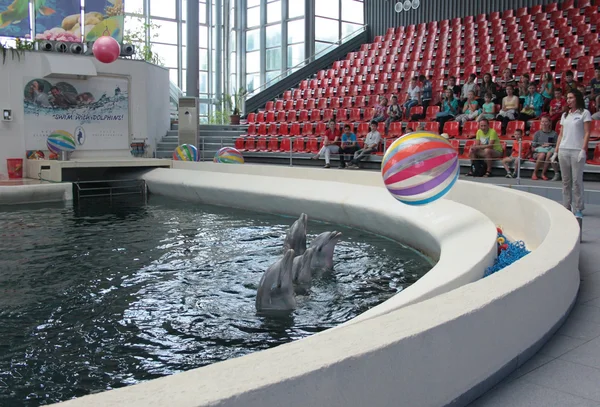 Festa Dolphinarium civarındaki