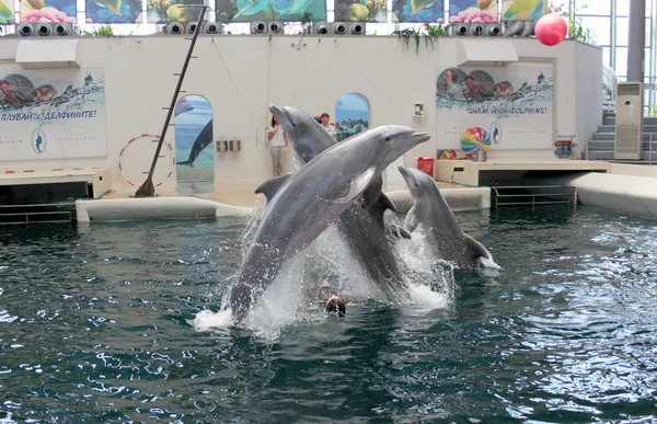 Festa Dolphinarium a Varna — Foto Stock