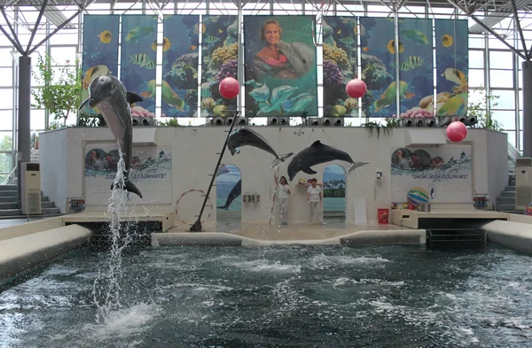 Феста дельфинарий в Варне — стоковое фото