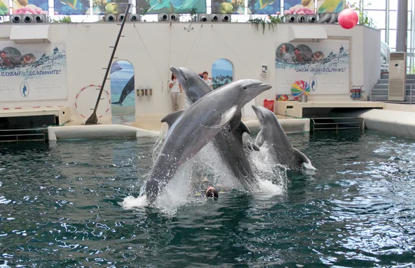 Festa Dolphinarium em Varna Fotografias De Stock Royalty-Free
