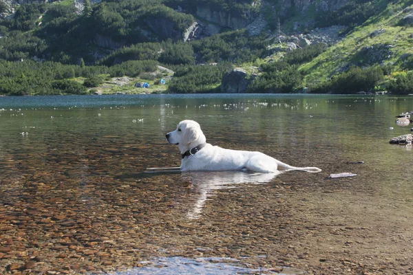 Bílý labrador白いラブラドール — ストック写真