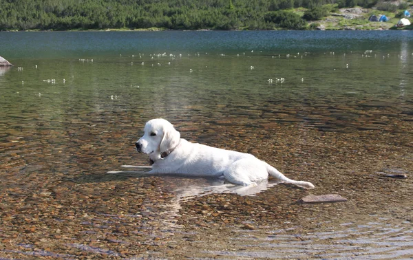 Labrador blanco — Foto de Stock