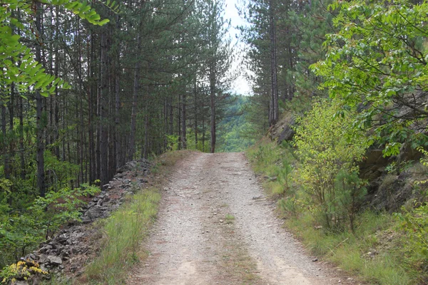Sentiero nel bosco — Foto Stock