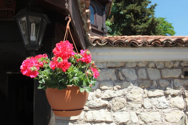 Pelargonio — Foto de Stock