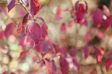 Renkli yaprakları doku ya da arkaplan olarak sonbahar konsepti, açık çekim