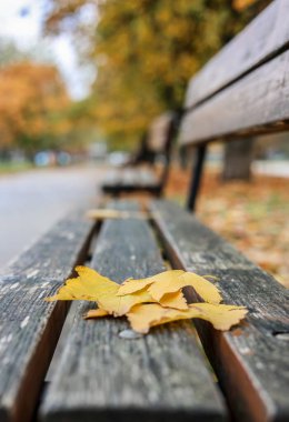 Boş bir şehir parkında, üzerinde beyaz güller ve sarı yapraklar olan bir sonbahar eskizi.