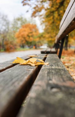 Boş bir şehir parkında, üzerinde beyaz güller ve sarı yapraklar olan bir sonbahar eskizi.