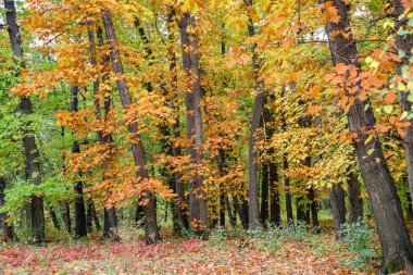 Sonbaharın renkleri, ormandaki uzun sarı ve portakal ağaçlarının olduğu pitoresk manzara manzarası, Ekim ayı çekimi.