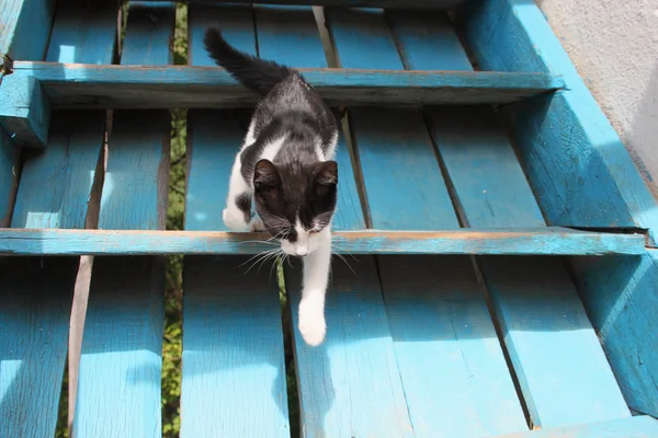 Niedliche Katze auf blauer Treppe — Stockfoto