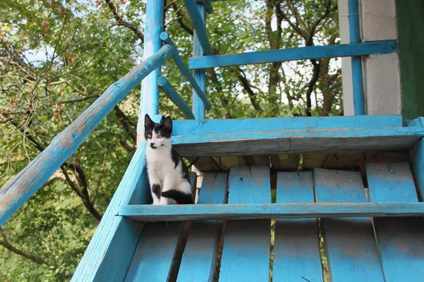 Aranyos macska, kék lépcsők — Stock Fotó