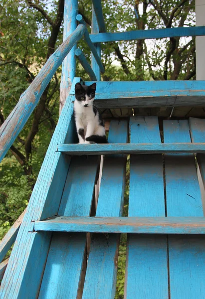 Niedliche Katze auf blauer Treppe — Stockfoto