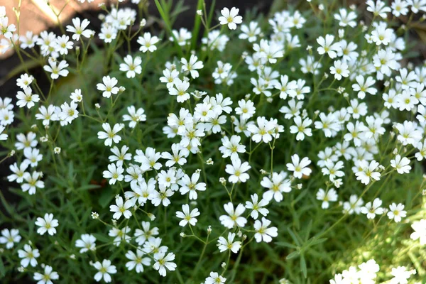 Tło Małych Białych Kwiatów Zbliżenie Tła Rośliny — Zdjęcie stockowe