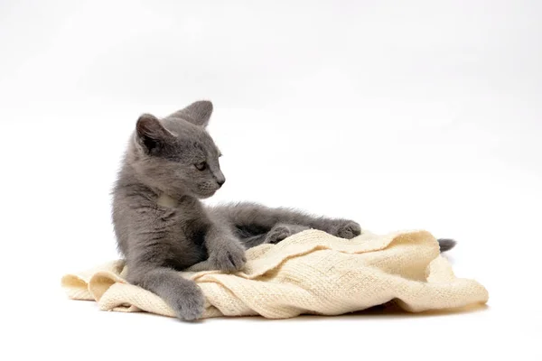 一只灰色的小猫在玩耍和摆姿势 照片上一只白色背景的宠物 — 图库照片