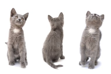 Üç gri kedi yavrusu. İzole edilmiş beyaz bir arkaplanda fotoğraf.