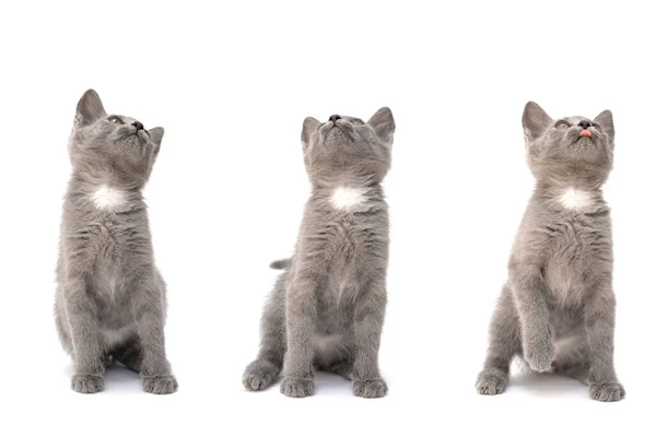 Een Set Van Drie Grijze Kittens Foto Een Witte Geïsoleerde — Stockfoto
