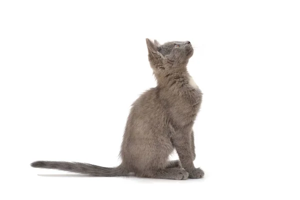 Chaton Gris Joue Pose Photo Animal Sur Fond Blanc — Photo