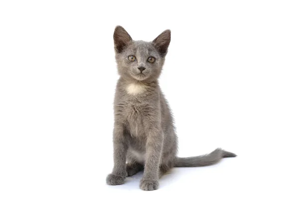 Gray Kitten Playing Posing Photo Pet White Background Royalty Free Stock Photos