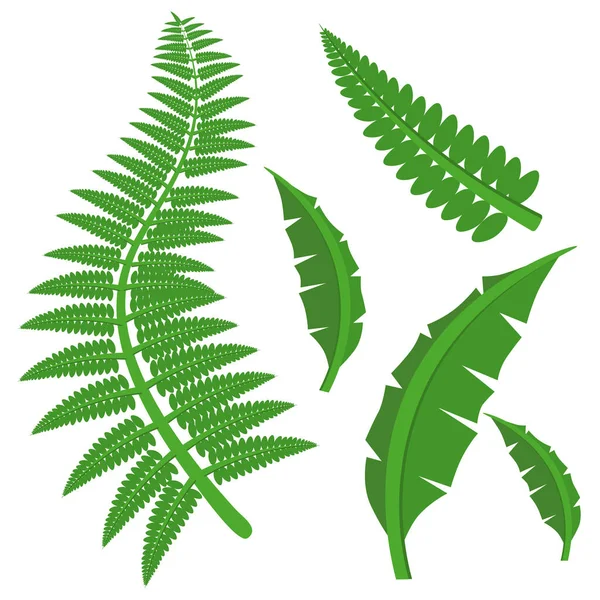 Vector Drawing Fern Leaves White Isolated Background — Stockvector