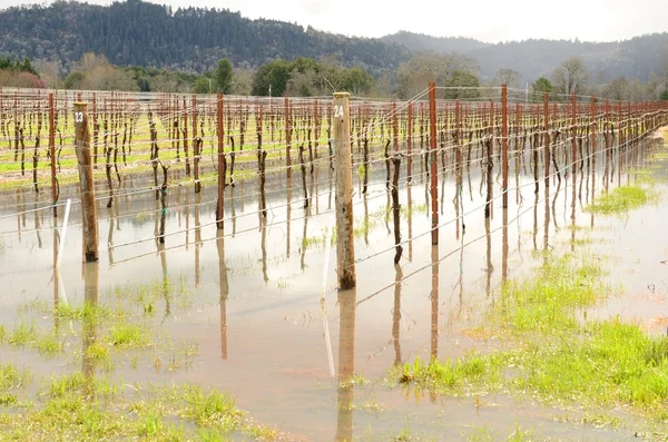 Wine Flood — Stock Photo, Image