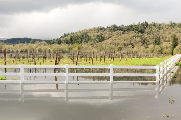 Wine Flood — Stock Photo, Image