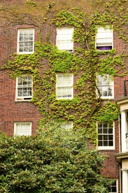 Ivy Walls clipart