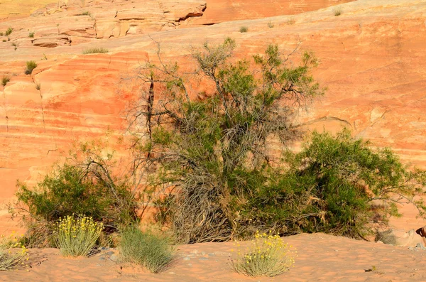 Valley of Fire — Stock Photo, Image