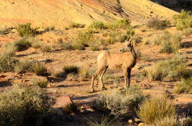 Valley of Fire