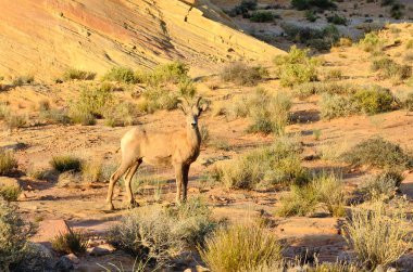 Valley of Fire