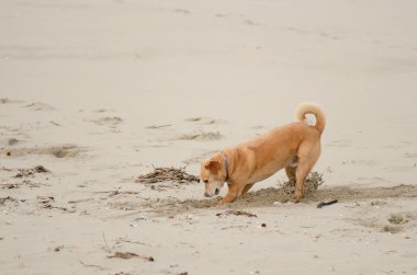 strand hondplaj köpek