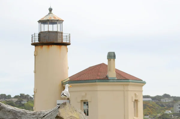 Gaviota marina — Foto de Stock