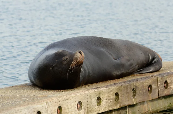 Port de Charleston — Photo