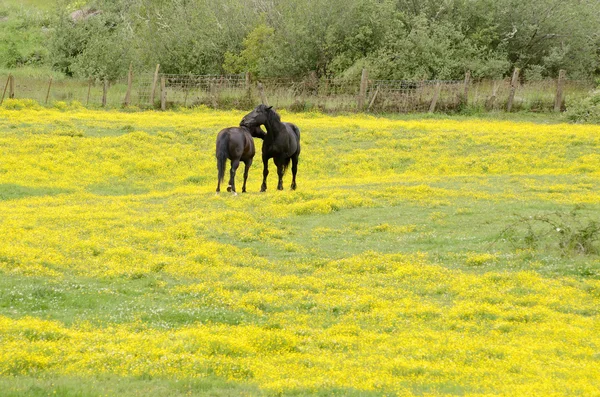 Cavalo de fazenda — Fotografia de Stock