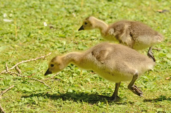 Bebek kazlar — Stok fotoğraf