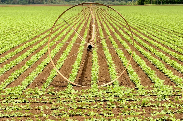 Row Starts — Stock Photo, Image