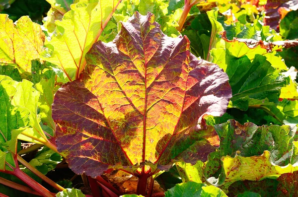 Rhubarb — Stock Photo, Image