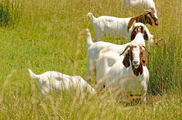 Zwijnen geit — Stockfoto