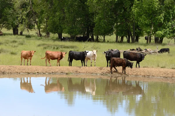 Wasserrinder — Stockfoto