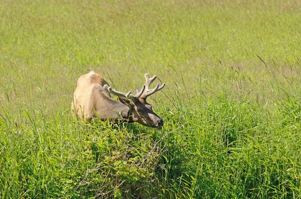 Sammet älg — Stockfoto