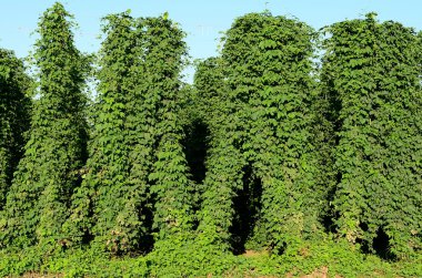 Willamette şerbetçiotu