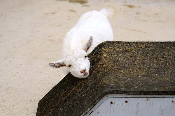 Vlees geiten — Stockfoto