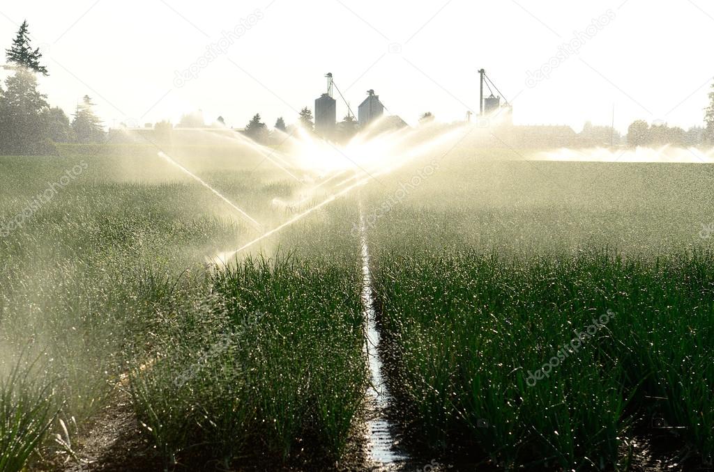 Watering Onions