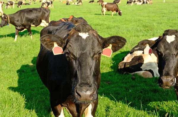 Holstein Cow — Stock Photo, Image