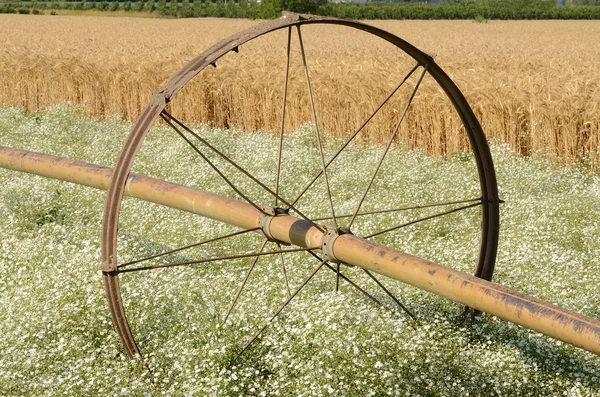 Clover irrigation — Stock Photo, Image