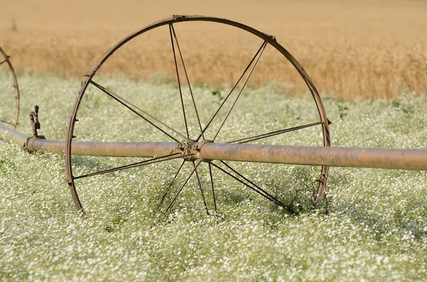 Clover irrigation — Stock Photo, Image