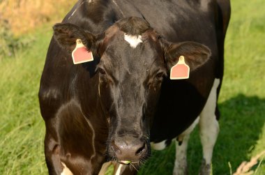 Holstein sığır