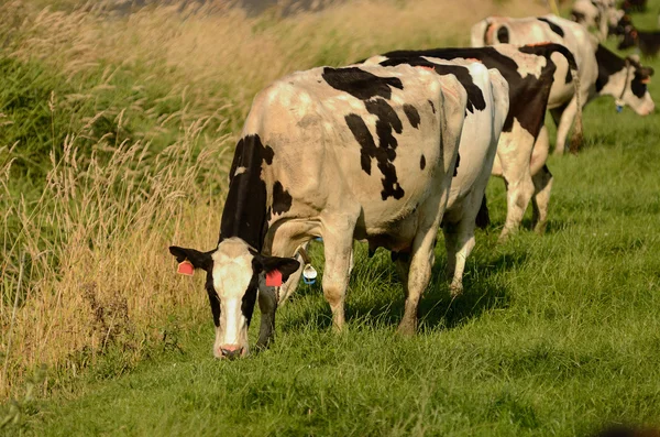 Holstein sığır — Stok fotoğraf