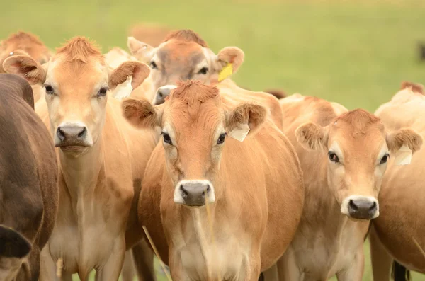 Vacas de Jersey — Foto de Stock