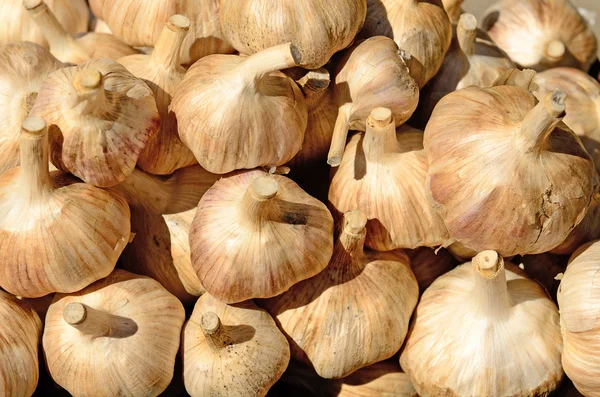 Garlic Bulbs — Stock Photo, Image