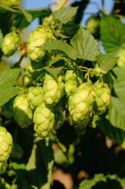 Willamette Valley Oregon atlama