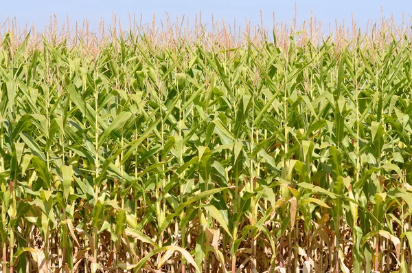 Fältet majs som odlas i Willamette Valley — Stockfoto